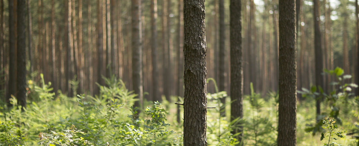 Wald ist Lebensraum - wir behandeln ihn als kostbares Gut.