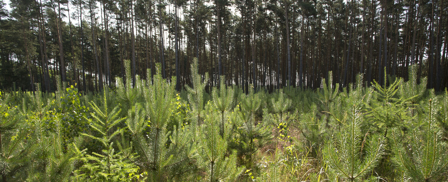 Wir sind FSC®-zertifiziert. Unser Holz wird nach hohen ökologischen und wirtschaftlichen Standards produziert.