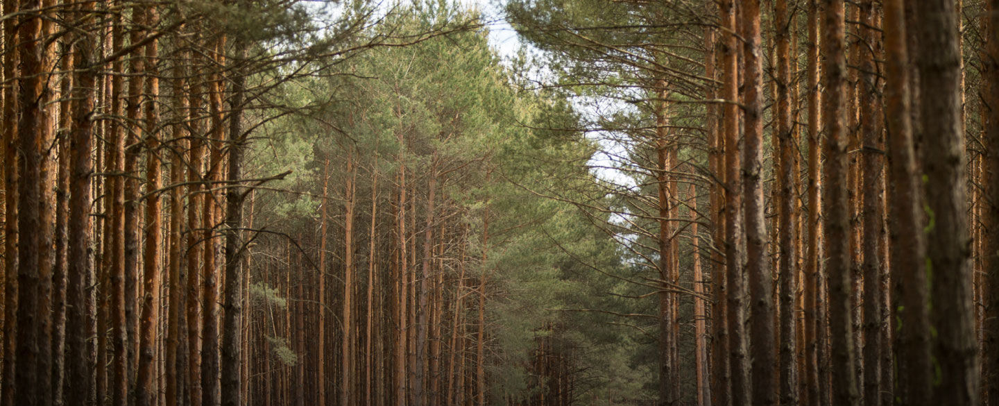 Der Wald ist Lebensraum und Existenzgrundlage. Deshalb bewirtschaften wir ihn nachhaltig.